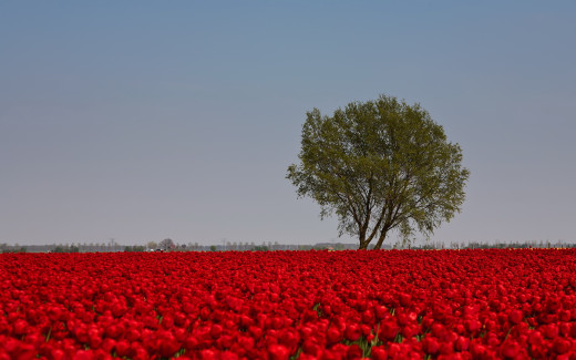 509490 (a): :1920x1200